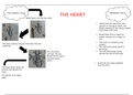 The Heart Mindmap