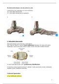 Anatomie 2: De beenverbindingen van de enkel en voet 