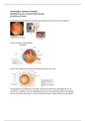 Aantekeningen oculaire anatomie