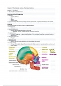 Anatomy & Physiology Chapters 7-9