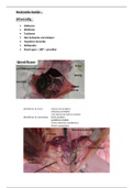 Anatomie 1ste jaar Dierenzorg Semester 2 Disstectie 3 