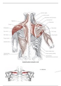 Anatomie spieren schouder en nek