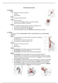 Anatomie spieren schoudergordel