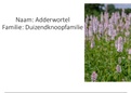 FLORA - Alle wilde planten van Nederland die geleerd moeten worden voor het tentamen. (Naam + familienaam + afbeelding)