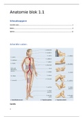 Anatomie in VIVO blok 1.1
