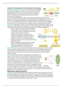 Hoofdstuk 14 energieproductie in mitochondriën en chloroplasten
