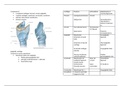 Larynx anatomy II Head and Neck Anatomy
