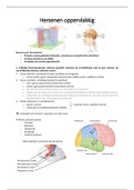 Samenvatting Neuroanatomie (alle practica)