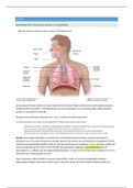 Luchtwegen en astma