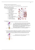 Deel 2 Neuroanatomie, H5 Centrale zenuwen