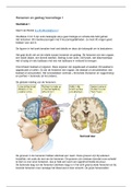 Uitgebreide aantekeningen (incl. afbeeldingen) van de hoorcolleges van Hersenen en Gedrag