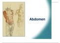 abdomen anatomy summary