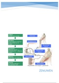 Anatomie samenvatting zenuwen