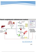 Anatomie samenvatting bloeddruk