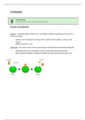 2.5 Enzymes - Study Notes (Biology)
