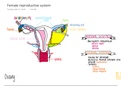Test 4 - Female Reproductive System