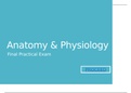 Practical Exam - Anatomy - Finals only
