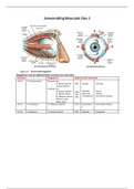 BINO2 - Samenvatting over de oogspieren en hersenzenuwen