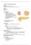 Anatomie pancreas