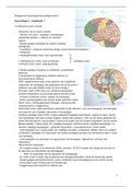 Hoorcollege aantekeningen Biologische Psychologie deeltentamen 1&2