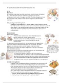 Samenvatting Neuroanatomie & Neurofysiologie Deeltentamen 2