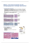 BA1A.5 – HC.4 Vorm en functie van het bewegingsapparaat- histologie spierweefsel