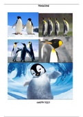 Spreekbeurt Pinguins Photo's