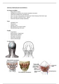 Orthopedie - Cervicale wervelkolom en hoofdpijn 2