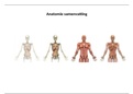 Samenvatting Anatomie A