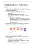Metabolisme hoofdstuk 18: Oxidatieve fosforylatie