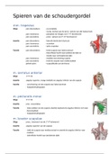 Anatomie Musculatuur Schoudergordel