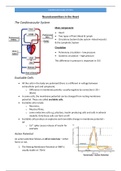 Introduction to Cardiovascular Phsyiology