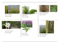 Soortenlijst planten en dieren