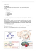 Samenvatting HC's limbic system and memory 