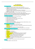 Study Guide for Muscle Anatomy 