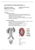 Anatomie en Fysiologie - Bloeddrukregeling