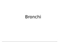 Bronchi