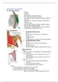 anatomie arm