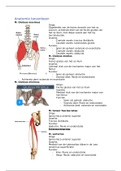 Anatomie bovenbeen -spieren