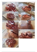 heart dissection labelled for Required Practical 5 AQA Biology