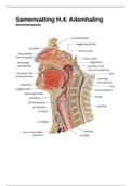 Samenvatting Hoofdstuk 4 Anatomie en fysiologie Ademhaling