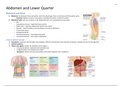 Abdomen and Lower Quarter Anatomy