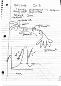 Brain Biology Notes