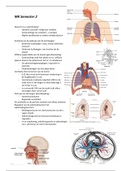 Medische Kennisgebieden Periode 2: Longen, Nieren, Spijsvertering, Hormoonstelsel, Zenuwstelsel