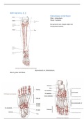 AIV osteologie elleboog en hand 3.2