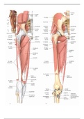 Anatomie A Onderste ledematen (Sportkunde jaar 2)