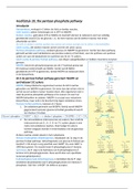 Hfst 20 pentose phosphate pathway