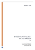 1.4 The Human Body - Extensive Summary