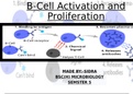 B cell activation and proliferation
