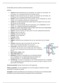 samenvatting anatomie & fysiologie jaar 1